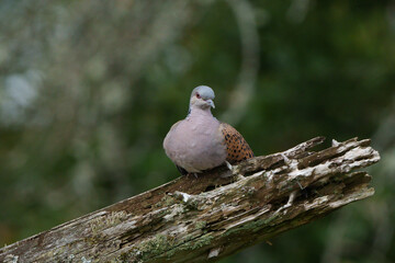 Turteltaube
