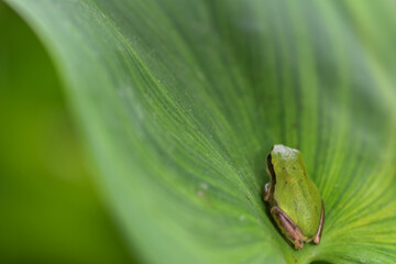 green frog on leaf