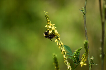 dragonfly on the grass