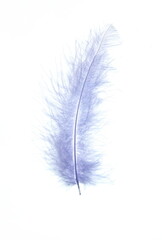 Violet bird feather on white background