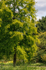 Obraz premium Sommer im Park