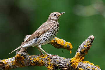 A songbird sits on a snag with lichen