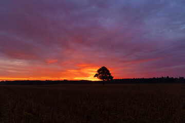 A beautiful oak tree silhouette against the colorful sunrise sky. Natural summer morning scenery of Latvia, Northern Europe.