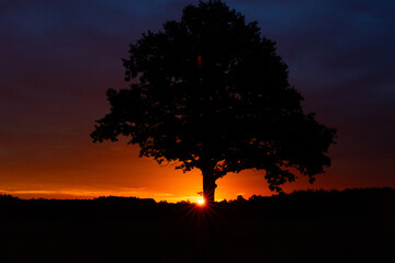 A beautiful oak tree silhouette against the colorful sunrise sky. Natural summer morning scenery of Latvia, Northern Europe.