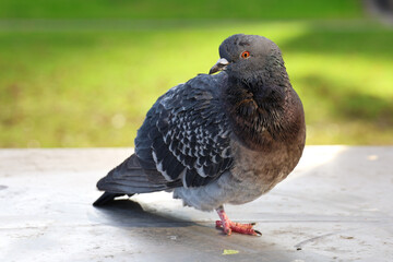 Pigeon closeup with grass background