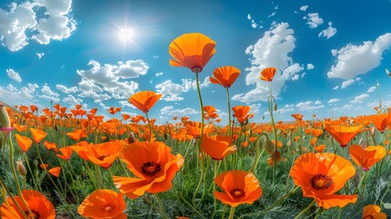 Obraz premium A field of vibrant orange California poppies, their petals swirling in the breeze under a clear blue sky with fluffy white clouds.