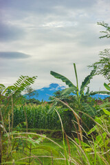 Obraz premium beautiful portrait views in corn fields with mountain backgrounds, atmosphere in the morning