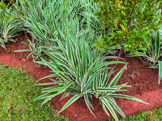 Beautiful Dianella tasmanica Variegata or Tasman Flax Lily in the garden