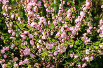 The green lawn of the garden during the blooming spring.