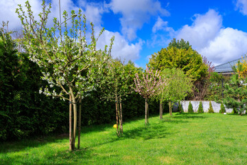 The green lawn of the garden during the blooming spring.