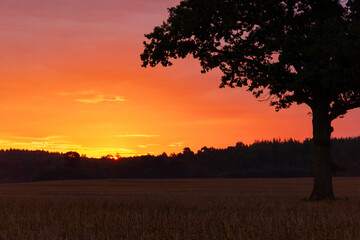 A beautiful summer sunrise with a single tree silhouette against the colorful sky. Natural morning landscape of rural Latvia, Northern Europe.