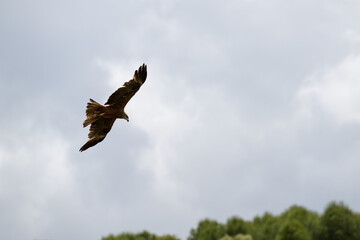 Eagle, Iberian Eagle