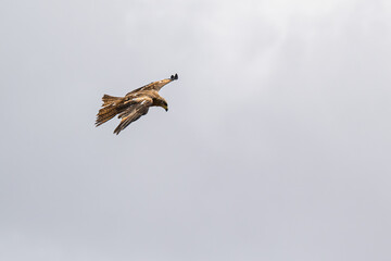 Iberian Eagle during flight