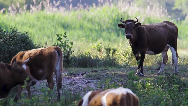 Vache marine landaise