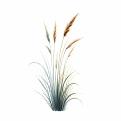 Fototapeta premium ornamental grass image isolated on white background