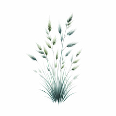ornamental grass image isolated on white background