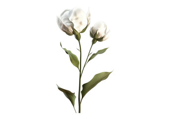 Obraz premium Cotton buds ready to harvest isolated on transparent background.