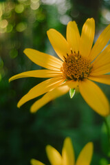 Radiant Yellow Flower Blossoming in Sunlight - Summer Close-Up