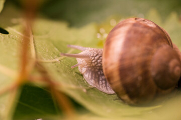 Close-Up Photo of a Snail Crawling on Green Leaves