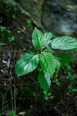 fern in the forest, in Indiana USA