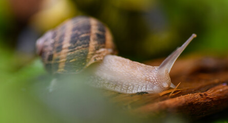 snail on a leaf