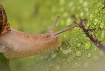 snail on a leaf