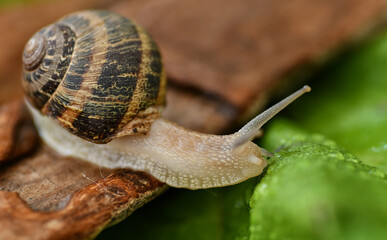 snail on a leaf