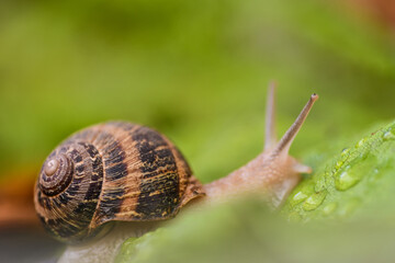 snail 