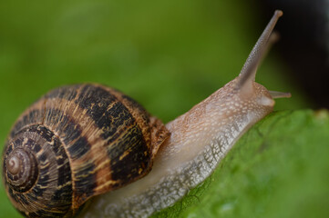 snail
