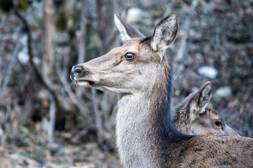 Doe