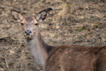 Doe