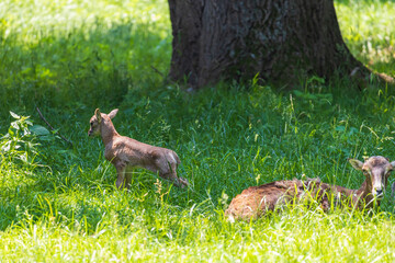 A herd of Mouflon - Ovis musimon and are on a meadow in the grass