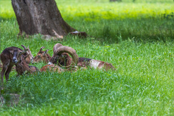 A herd of Mouflon - Ovis musimon and are on a meadow in the grass