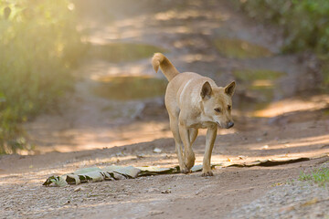 thai stray dog at countryside