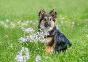 Cute young Icelandic Sheepdog, a 6 month old long-haired black tricolor female, sitting in a green grass meadow with Cuckooflower in spring