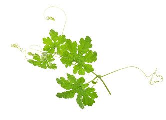The mustache of the gourd with shape curve spiral and leaves on transparent png. top view