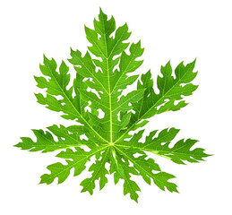 papaya Leaf on transparent png