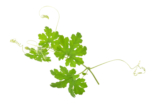 The mustache of the gourd with shape curve spiral and leaves on transparent png. top view