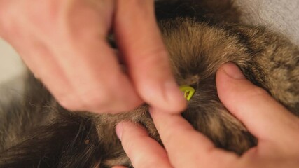 A veterinarian professionally removes ticks from a domestic cat using a special tool. Taking care of your pet's health. Advertising for veterinary clinics, tick repellents and other pet care products