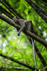 Stunning portrait of a long tailed macaque lying on a branch in the Khao Sok National Park, Thailand.