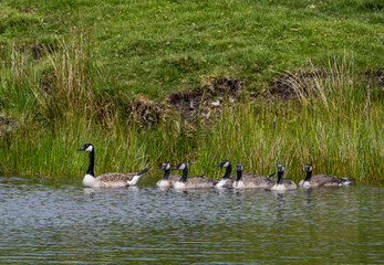 Geese and their goslings on a small pond