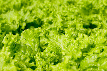 Image of hydroponic, vegetable crisp lettuce, highlighting its green color and focus on its irregular leaves.