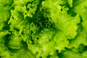 Image of hydroponic, vegetable crisp lettuce, highlighting its green color and focus on its irregular leaves.