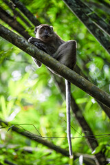 Stunning portrait of a long tailed macaque lying on a branch in the Khao Sok National Park, Thailand.