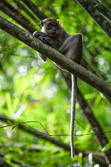 Stunning portrait of a long tailed macaque lying on a branch in the Khao Sok National Park, Thailand.