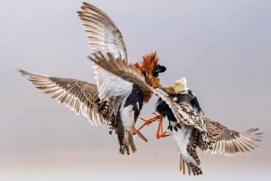 Two Ruffs (Philomachus pugnax) male, fighting at lek site, Varanger Peninsula, Finnmark, Norway. June. 