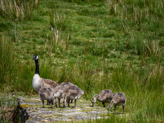 Geese and their goslings on a small pond