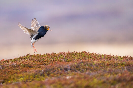 Ruff (Philomachus pugnax) male, displaying at lek site, Varanger Peninsula, Finnmark, Norway. June. 