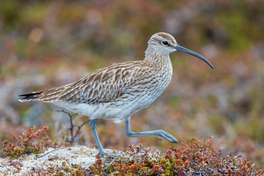 Whimbrel (Numenius phaeopus) portrait, Varanger Peninsula, Finnmark, Norway. June. 