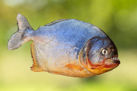 Red-bellied piranha (Pygocentrus nattereri) portrait, Pantanal, Mato Grosso, Brazil. 